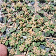 Euphorbia maculata