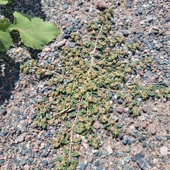 Euphorbia maculata