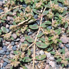 Euphorbia maculata