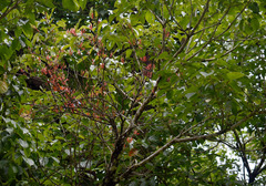 Dendrophthoe curvata