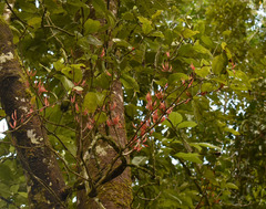 Dendrophthoe curvata