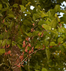 Dendrophthoe curvata