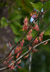 Dendrophthoe curvata