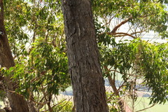 Eucalyptus tindaliae