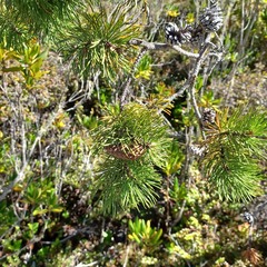 Pinus contorta bolanderi