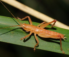 Nicsara