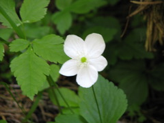 Anemonastrum deltoideum