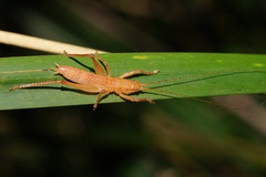 Nicsara