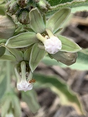 Asclepias emoryi