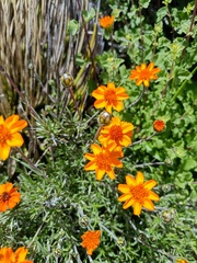 Zinnia juniperifolia