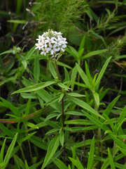 Lysimachia pentapetala