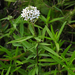 Lysimachia pentapetala - Photo 由 Chuangzao 所上傳的 (c) Chuangzao，保留部份權利CC BY-NC