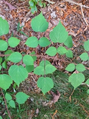 Rubus phoenicolasius