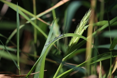 Ischnura verticalis