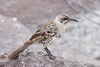 Española Mockingbird - Photo (c) Greg Lasley, some rights reserved (CC BY-NC), uploaded by Greg Lasley