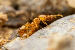 Solenopsis aurea