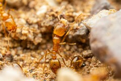 Solenopsis aurea