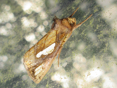 Plusia festucae
