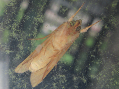 Plusia festucae