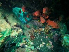 Pareques fuscovittatus