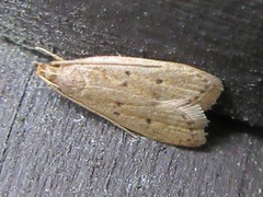 Brachmia modicella