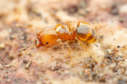 Pheidole diversipilosa