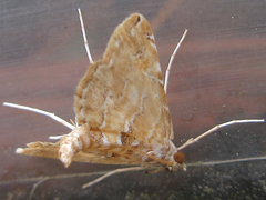 Elophila turbata