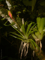 Vriesea carinata