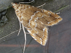 Elophila turbata