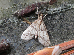 Dolicharthria bruguieralis