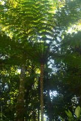 Cyathea delgadii