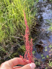 Rumex arcticus
