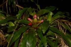 Nidularium innocentii