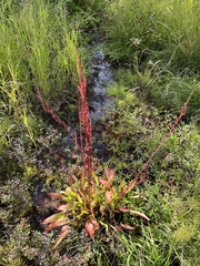 Rumex arcticus