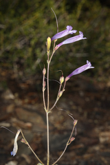 Penstemon scapoides