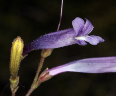 Penstemon scapoides