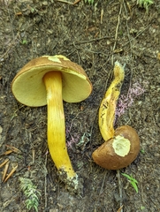 Aureoboletus roxanae