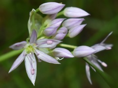 Lophioprason
