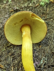 Aureoboletus roxanae