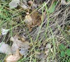 Lophioprason