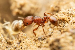 Pogonomyrmex imberbiculus