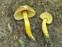Aureoboletus roxanae