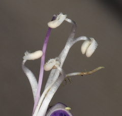 Penstemon scapoides