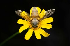 Esenbeckia delta