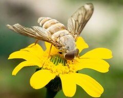 Esenbeckia delta