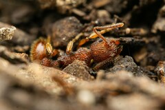 Myrmica striolagaster