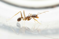 Pheidole portalensis
