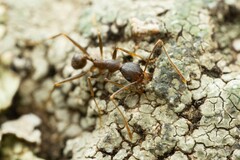 Pheidole portalensis