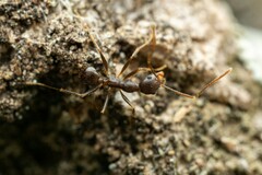 Pheidole portalensis