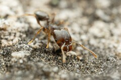 Pheidole sciophila